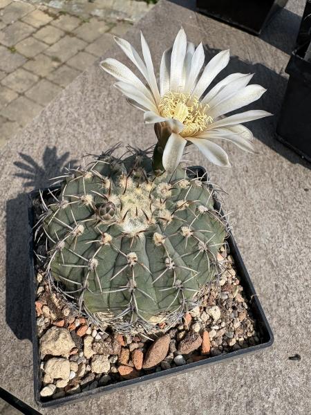 Gymnocalycium stellatum